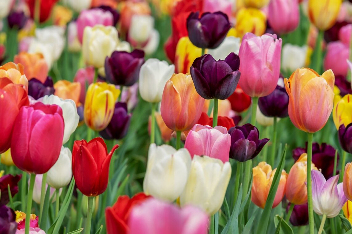 Berlim em abril já traz as cores da primavera e eventos com flores