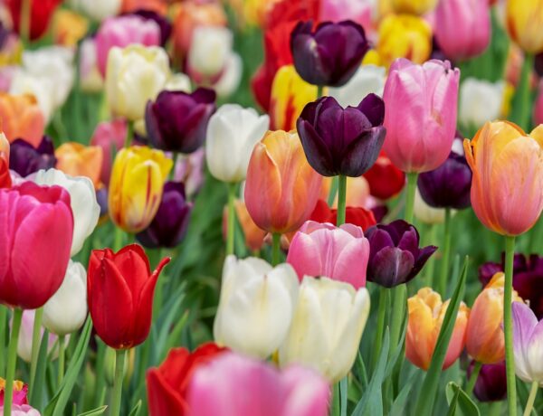 Berlim em abril já traz as cores da primavera e eventos com flores